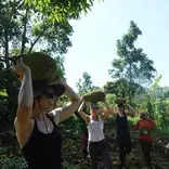 volunteers harvesting jackfruits after clearing the land