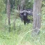 Buffalo