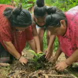 Mayan women planting cacao.