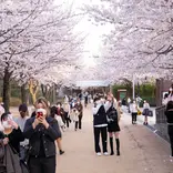 Students admiring the cherry blossoms