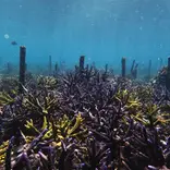 Rehabilitated Reef