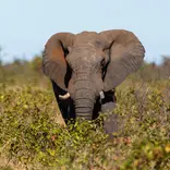 Elephant bull in Mopani scrub