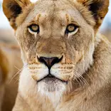 Lioness from the close by Marakele National Park