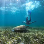 Person diving with turtle