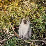 Volunteer in Wildlife Conservation with LV!