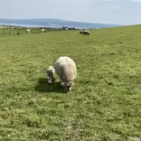 Baby Lambs in Limerick