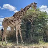 giraffe