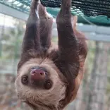 Sloth