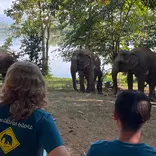 Students observe elephants