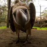 Yusef, one of our captive vultures