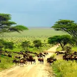 migration in central Serengeti