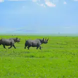 Rhinoceros