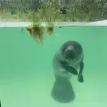 Amazonian manatee in rehabilitation