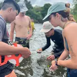 Volunteers are involved in  mangrove research.