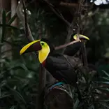 La Paz Waterfall Gardens