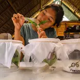 An intern studying plant phenology