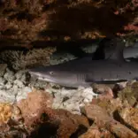 Aris and students making a shark hand signal