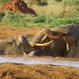 Elephants at Mara river