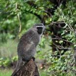 Vervet grooming