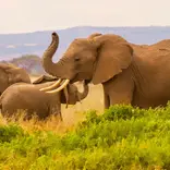 Elephants at Masai Mara