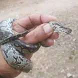 baby constrictor 