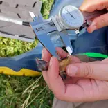pigeon mesurment