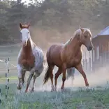 Horse Guest Ranch Hospitality 