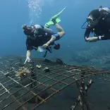 Coral Identification