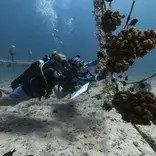 Learn how to collect underwater data with Gili Shark Conservation!