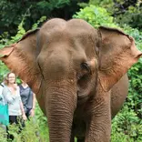 Cambodia volunteers tracking an elephant in the forest reserve