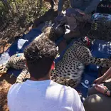 Cheetah conservation hands-on