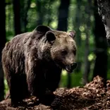 Wildlife Research in Greece