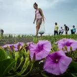 Eco-volunteers take part in field work and community projects - Ralph Pace