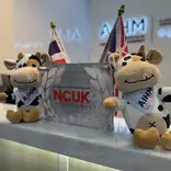 Two plush cow toys wearing AIHM College sashes sit on a reception desk next to a sign that reads, Working in partnership with NCUK University Pathways, with flags and logos in the background.