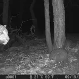 Leopard in trail camera footage
