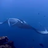 Giant Manta Rays in the waters of Tahiti