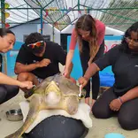 Sea Turtle Conservation in Asia Maldives
