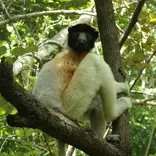 A crowned sifaka sits on an elevated tree branch among leaves