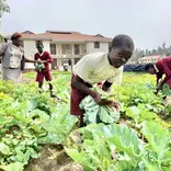 Primary school students harvesting leafy green vegetables in a school garden on the Maisha Project campus in Kisumu County, Kenya, with a teacher supervising in the background.