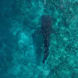 Whale Shark with snorkelers at a responsible distance