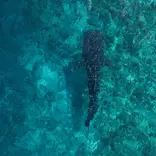 Whale Shark with snorkelers at a responsible distance