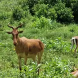 animals