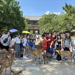 Petting Wild Deer in Nara