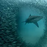 Sardine Run Action