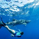 Students snorkeling with a shark.