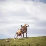 Wildebeest