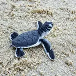 Sea Turtle