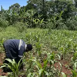 Planting of trees for the community 
