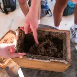Maya Bees