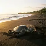 Olive ridley sea turtle on the at Ostional Wildlife Refuge Costa Rica